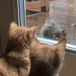 Two Perfect Must-Have Orange Kittens - RARE!